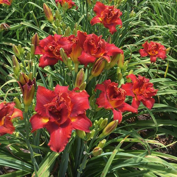 Scarlet Lady Clump. AHS